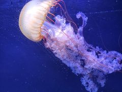 -珠海长隆海洋王国