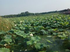 -荷塘月色湿地公园·向阳花洲