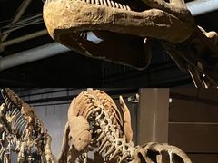 -世界恐龙谷景区