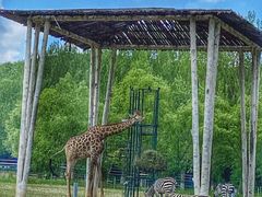 -哈尔滨北方森林动物园