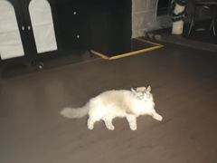 -猫岛主趣味餐厅(鼓浪屿店)