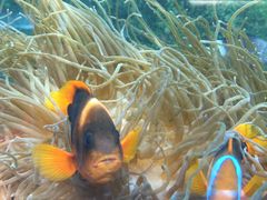 -悉尼海洋生物水族馆