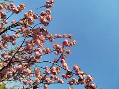 -昆山城市生态森林公园