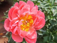 -洛阳市隋唐城遗址植物园