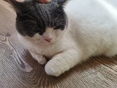 -MOCHA明星猫咖(田子坊店)