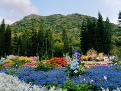 -深圳仙湖植物园