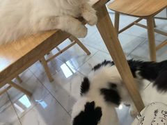 -楼上猫咖(罗湖店)