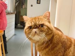 -猫友咖啡店(玉林西路店)