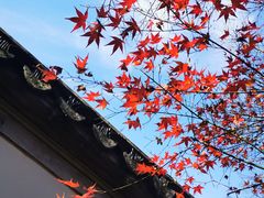 -秋霞圃
