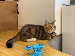 -啵啵喵·猫咖(攀华国际店)
