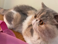 -滚猫咖啡·猫咖·猫友好撸猫(未来城店)