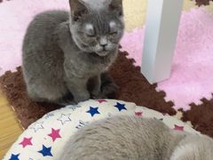 -三花喵·撸猫购宠·宠物生活馆(虹桥南丰城店)
