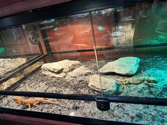 -帕帕拉兹宠物(亚洲旗舰店)