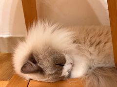 -有喵·猫咖·狗咖·30几只猫10只小狗(岗厦店)