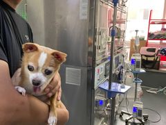 -爱侣宠医·鹦鹉专科·小型哺乳类·异宠专科(灵石路店)