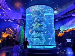 -芜湖新华联大白鲸海洋公园