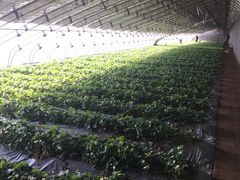 -杨柳青园艺科技博览园