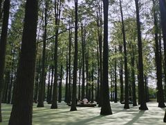 -渌洋湖湿地公园