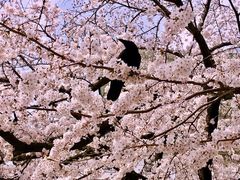 -名古屋城