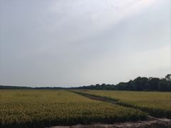 -西青郊野公园