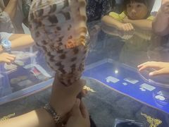 -贝壳王国博物馆