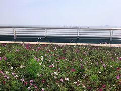 -野狸岛