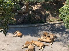 -大连森林动物园