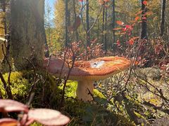 -莫尔道嘎国家森林公园