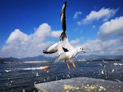 -海埂大坝