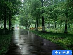 -九科绿洲
