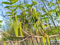 -九里河湿地公园