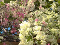 -深圳国际园林花卉博览园