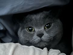 -艾贝尔宠物医院·狂犬免疫点(江山金象城店)