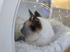 -喵园·猫主题咖啡厅·撸猫·猫咖(国贸店)