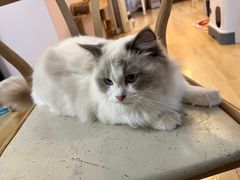 -猫咪派对(江南西店)