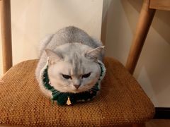 -滚猫咖啡·猫咖·猫友好撸猫(未来城店)