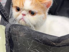 -安安宠医宠物医院·异宠·犬猫内科(岳阳分院)
