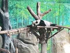 -灵玲国际马戏城
