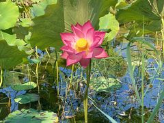 -野鸭湖国家湿地公园