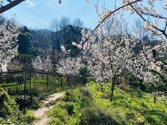 -樱桃山旅游景区