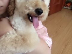 -瑞派宠物医院·24小时骨科·心脏·核磁(哈尔滨南岗店)