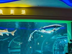 -西双版纳原始森林公园