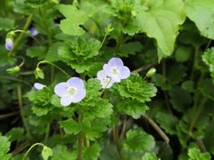 -四川农业大学(雅安校区)