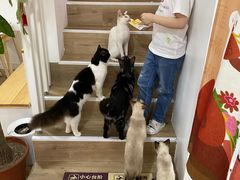 -李小姐の猫咖啡馆(五角场店)