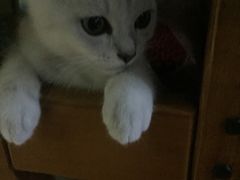 -爱侣·安琦尔宠物医院·中兽医针灸·心内科·狂犬免疫点(宝山区院)