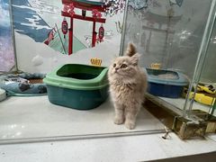 -糯米喵星人总部直营旗舰店·猫舍·幼猫出售
