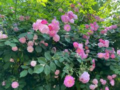 -四里河滨水生态公园