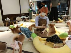 大堂-逗柴咖啡屋·狗咖猫咖宠物桌游