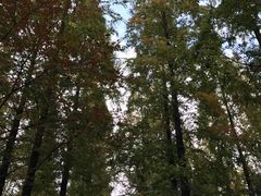 -崇明东平国家森林公园烧烤房车露营地