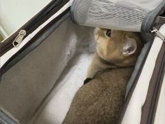 -汪喵宠物医院·骨科心脏影像·犬猫急重症ICU诊疗中心(成华分院)